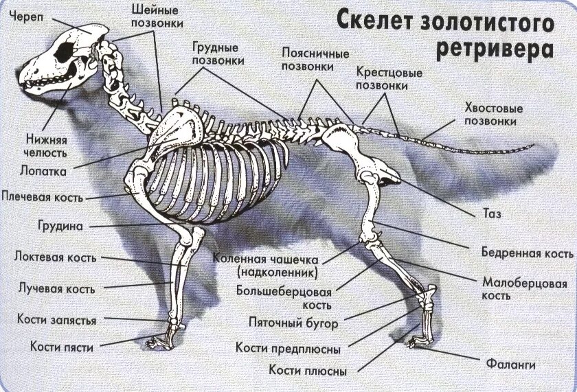 Какие отделы позвоночника у собак. Строение скелета собаки анатомия. Строение скелета золотистого ретривера. Строение черепа у Голден ретривера. Скелет собаки с описанием костей.