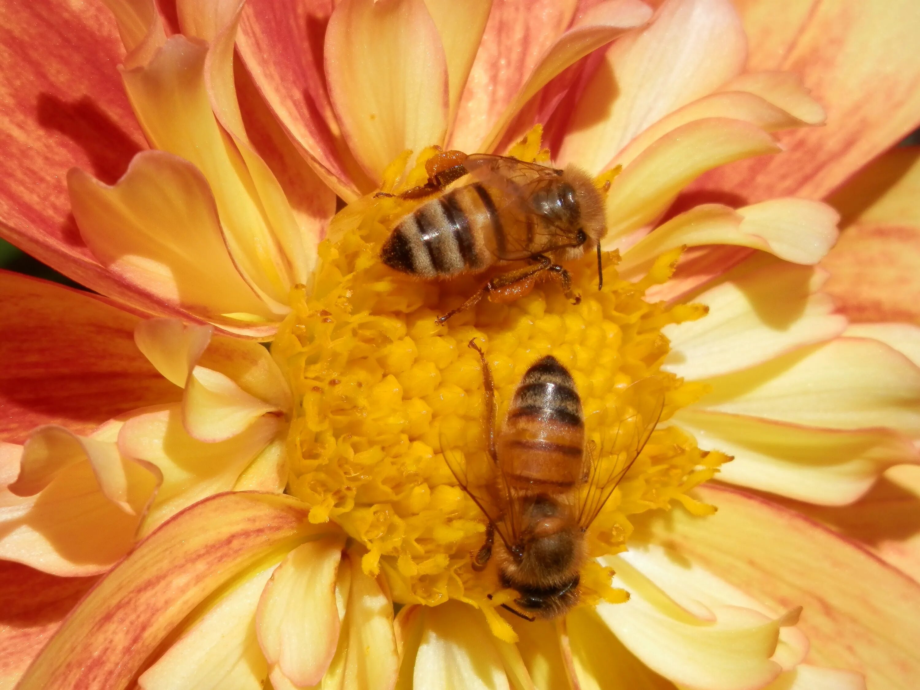 Собирает нектар и пыльцу. Пчела с пыльцой и нектаром. Пчела на цветке. Пчелки на цветах. Пчелята собирают нектар.
