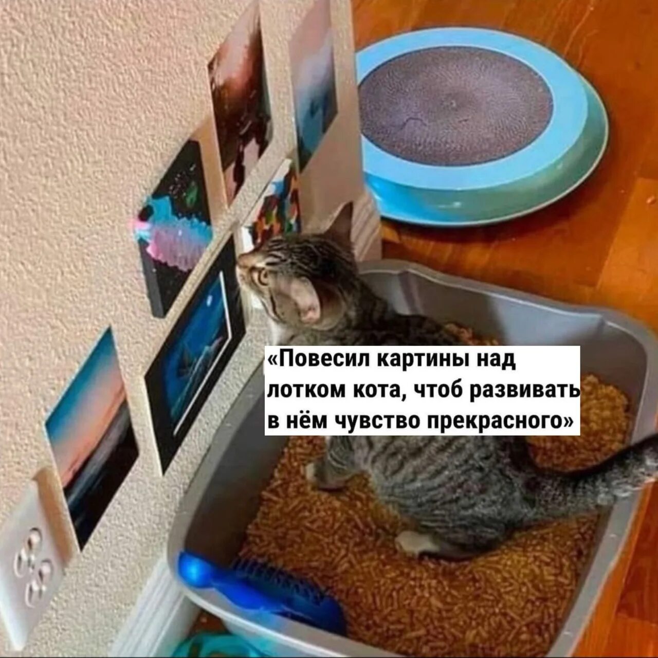 Матерь котья. Матерь котья мем. котий.