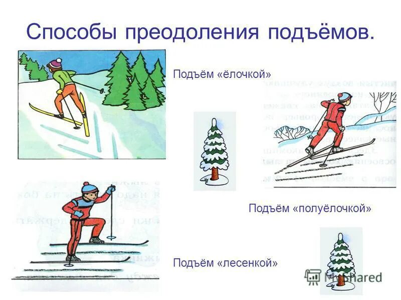 Способы преодоления подъемов елочкой. Способы преодоления подъемов лесенкой. Способ подъема на лыжах елочка. Подъем полуелочкой на лыжах рисунок.