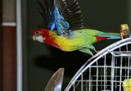 Корелла и розелла