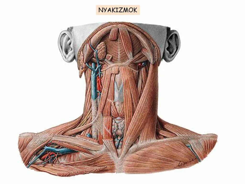 Шея снизу. Яремная Вена топография. Мускулюс стерноклеидомастоидеус. Яремная Вена анатомия топография. Мышцы шеи и яремная Вена.