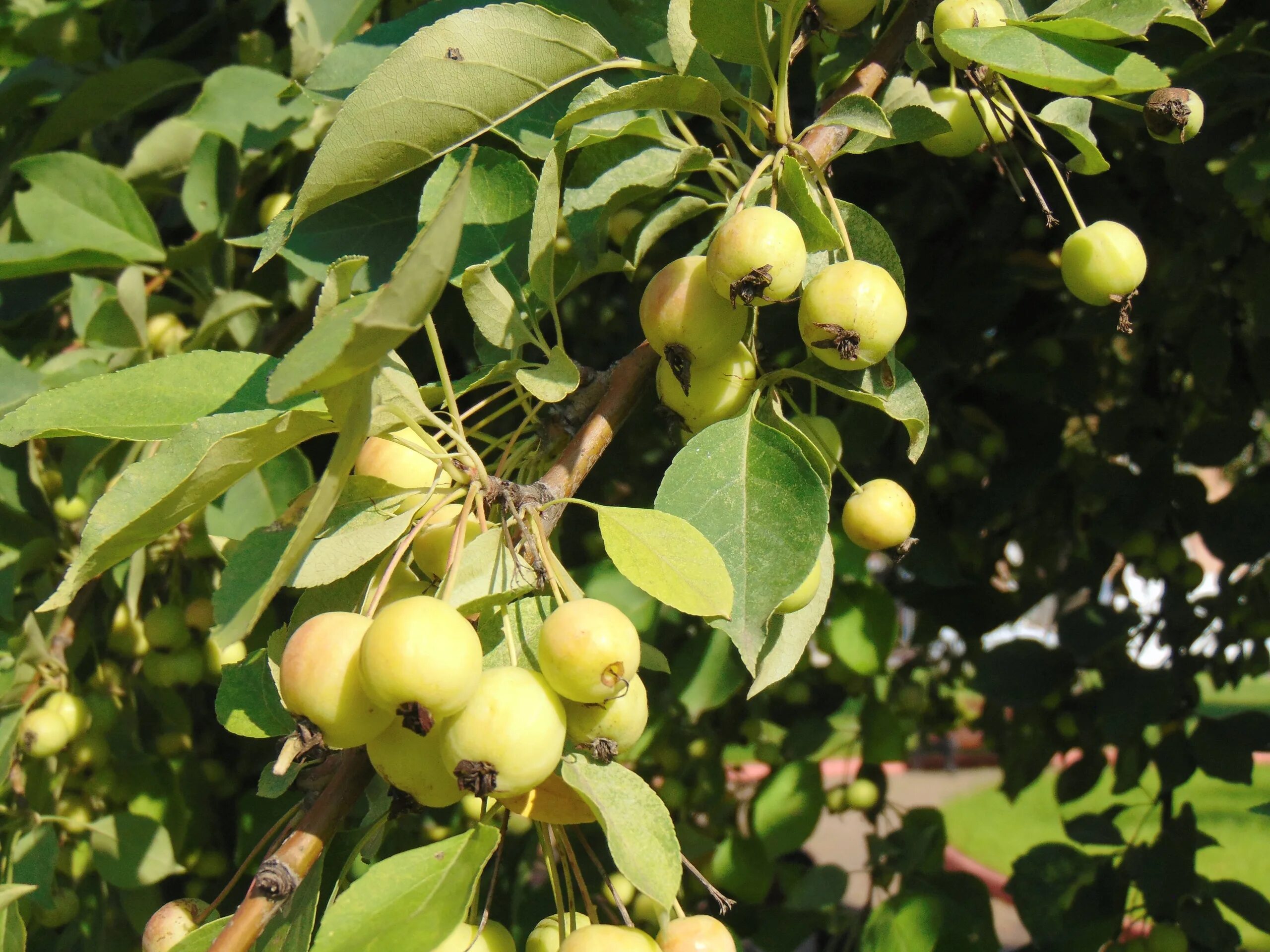 Дикая яблонька. Яблоня Ягодная Malus baccata. Дикая яблоня Сиверса. Яблоня Сибирская дичка. Яблоня Сибирская Malus baccata.