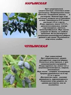 Жимолость плодоношение