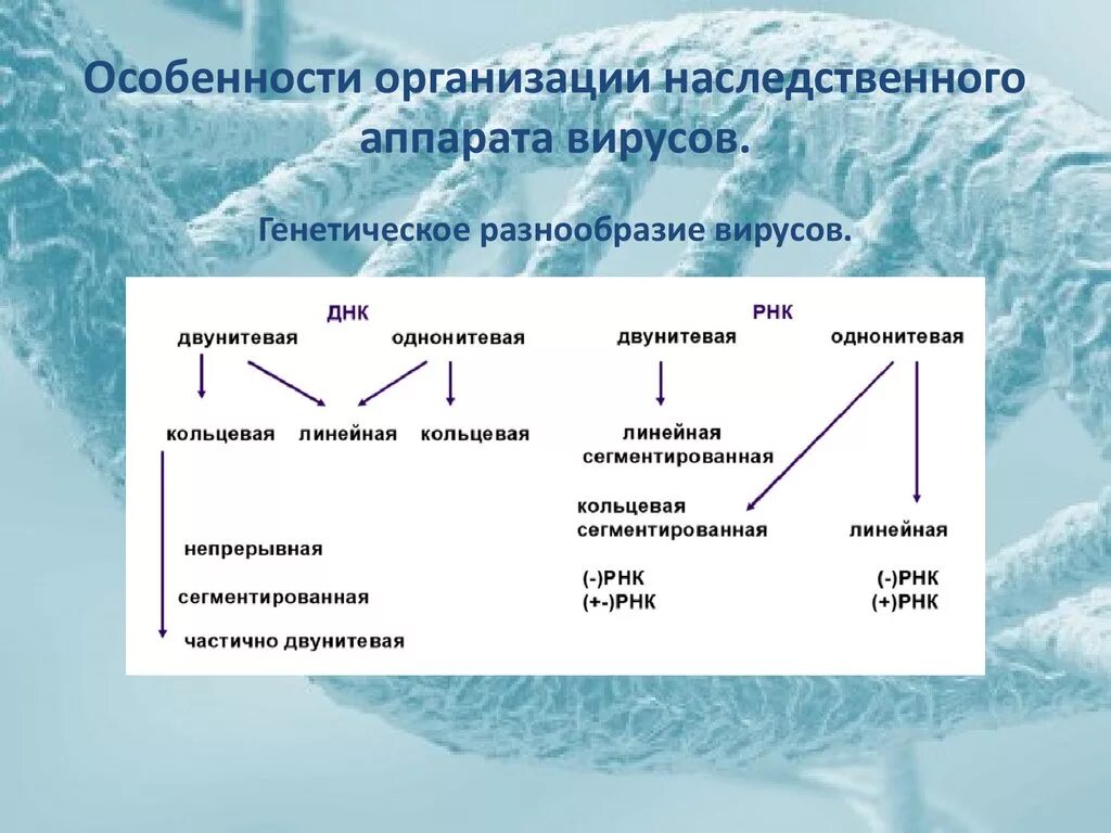 Генетический аппарат вирусов представлен днк