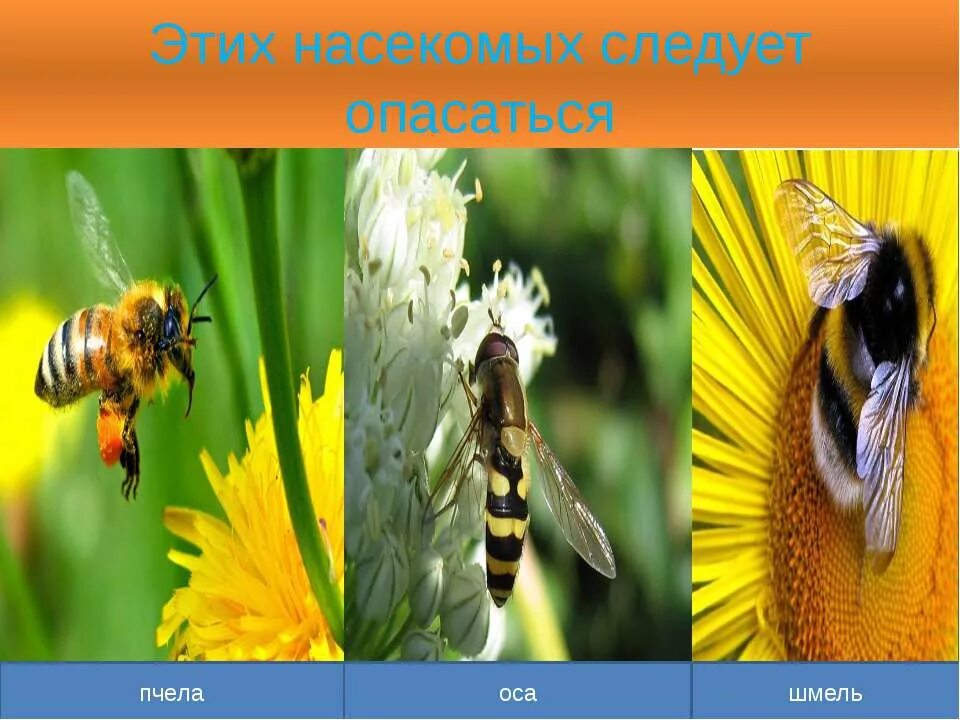 Осы пчелы шмели информация 2 класс. Доклад о пчелах осах и шмелях. пчела оса шмель. пчелы осы и шмели 2 класс окружающий. интересные факты о пчелах осах и шмелях.