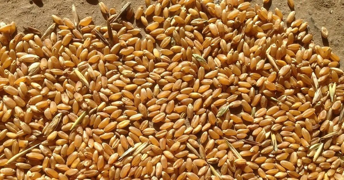 Пшенична 16. Фураж. Волжская 16. Пшеница. Hourse Wheat in Indonesia. Сколько стоит в Светлограде фуражная кукуруза.