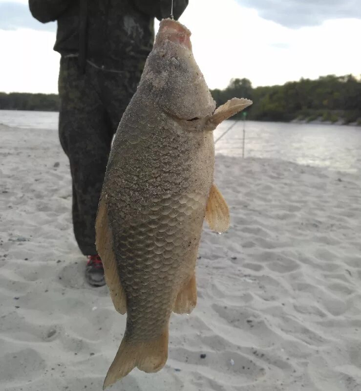 Ловля на донце. Кормак для рыбалки. Северский донец рыбалка. Фото рыбы с донца. Огибь ростовская область.