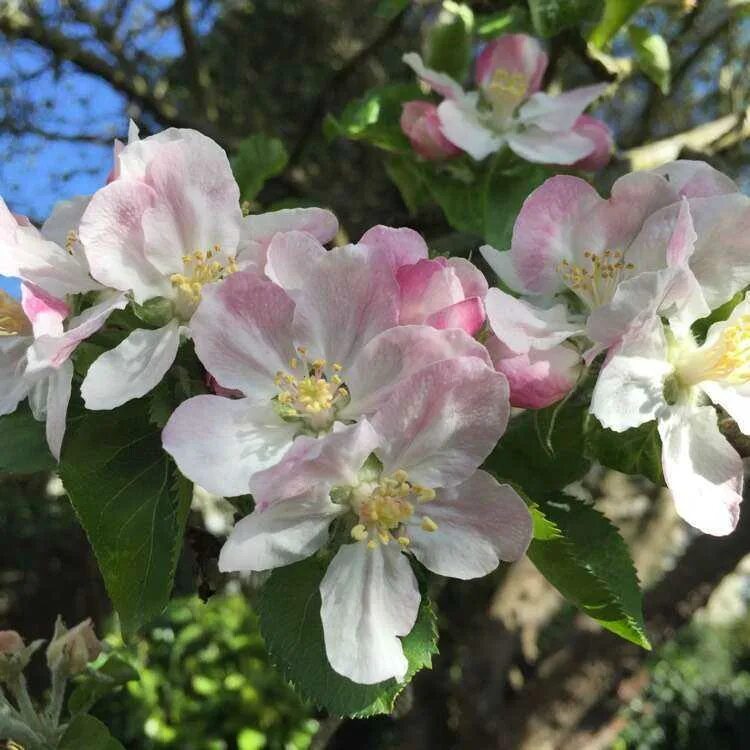 Яблоня Malus domestica. Malus domestica дерево. Яблоня домашняя (Malus domestica). Яблоня Malus Hyslop. Вид яблони домашней