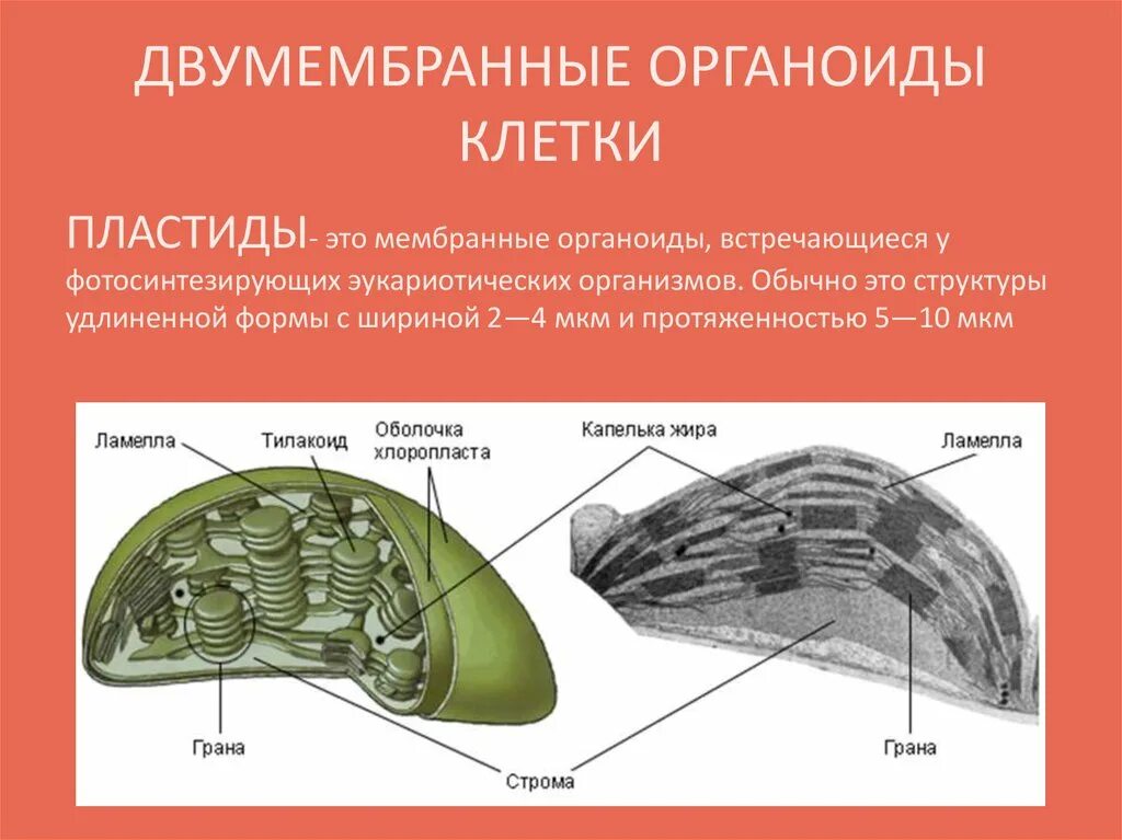 Хлоропласт полуавтономный. Двухмембранные органоиды пластиды. Строение органеллы хлоропласта. Строение двухмембранной органеллы клетки. Двух мембранное Пластиты.