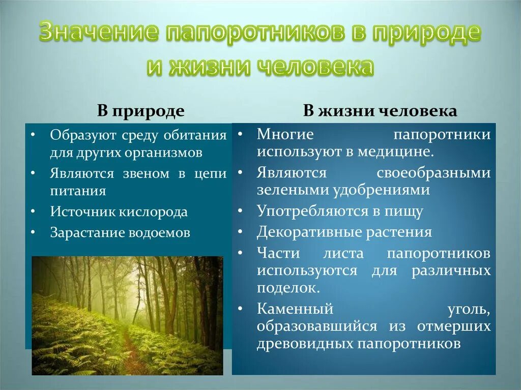 Выберите значение растений в природе. Значение высших споровых растений в природе и жизни человека. Роль высших растений в природе. Значение споровых растений в природе. Значение высших споровых растений.