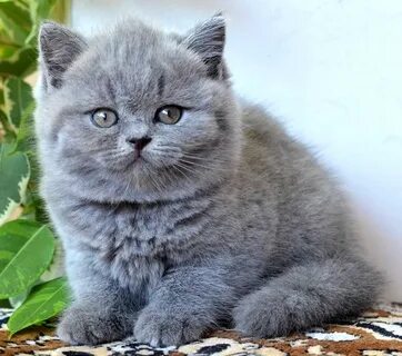 Котята британской породы