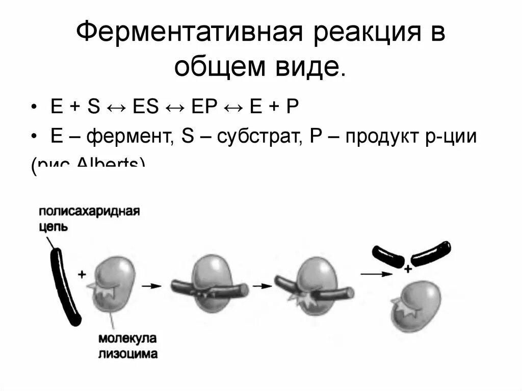 Реакция с участием фермента. Схема ферментативной реакции. Общая схема ферментативных реакций. Ферментативные реакции примеры. Ферментативные химические реакции.