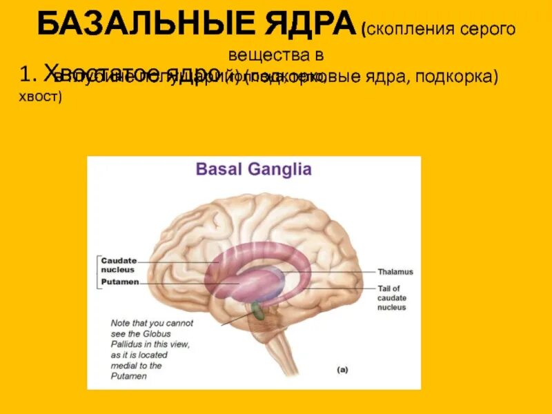 Базальные ядра головного мозга. Базальные ядра конечного мозга функции. Подкорковые ядра головного мозга анатомия. Полосатое ядро мозга функции.