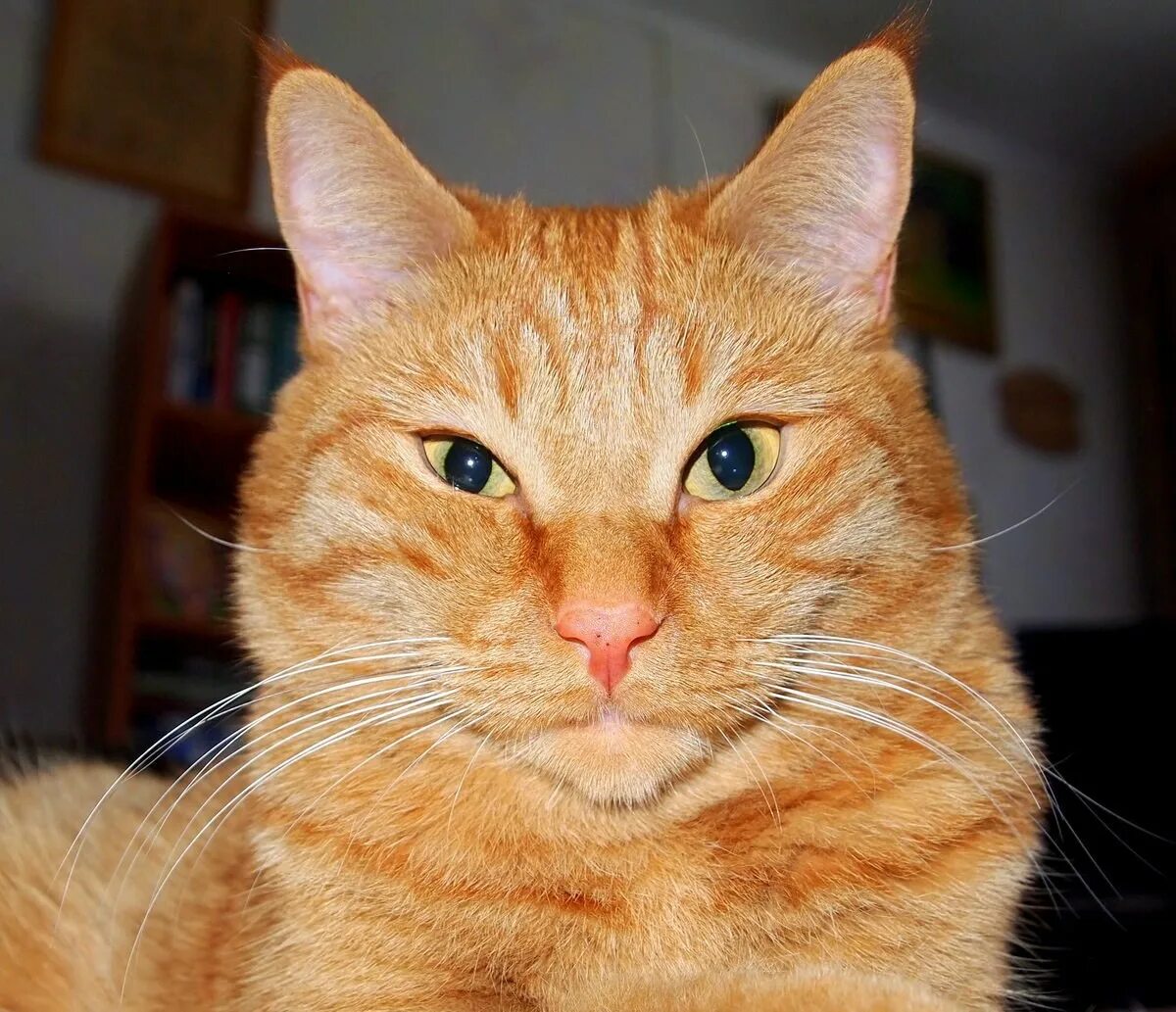 Что такое рыжий кот. Рыжик кот. рыжие коты. беспородный рыжий кот. рыжий кот рыжик.