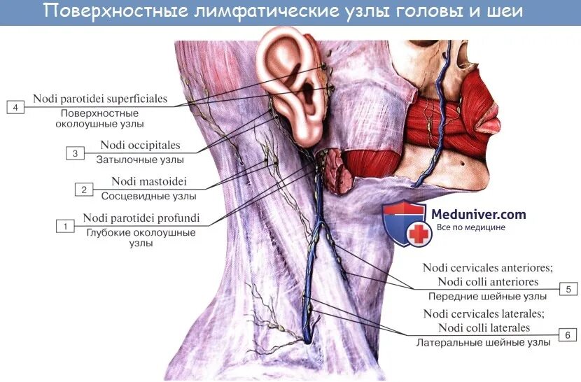 Что значат лимфоузлы. Околоушные лимфатические узлы латынь. Поверхностно шейные лимфатические узлы. Передний поверхностный шейный лимфоузел. Передние поверхностные лимфатические узлы шеи.