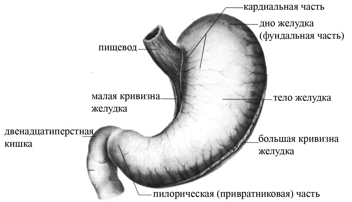 4 части желудка. Большая и малая кривизна желудка. Наружное строение желудка. Желудок человека строение рисунок анатомия. Пилорический отдел желудка схема.