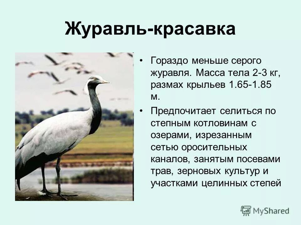 Сколько живут журавли. Красавка журавль-красавка. Журавли красавки краткое описание. Научный текст про журавля красавку. Журавль красавка кратко.