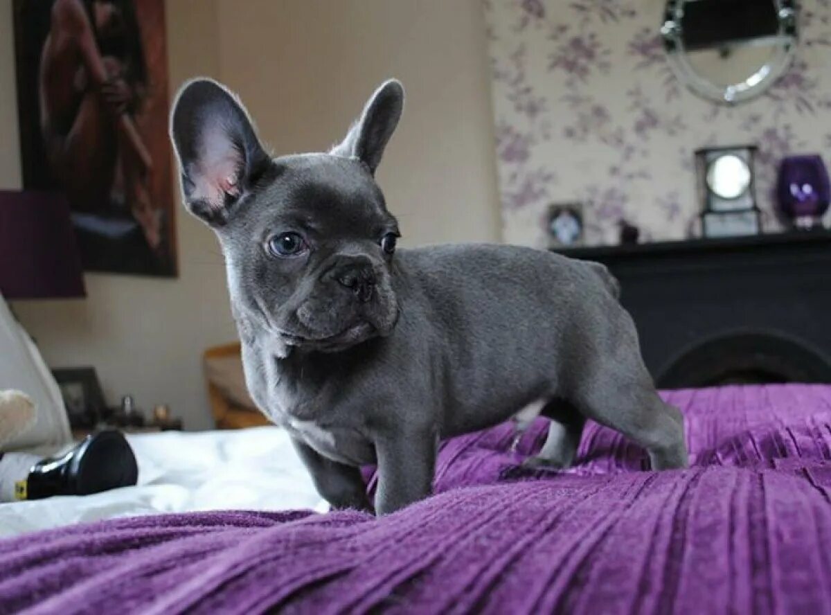 Как должен выглядеть французский бульдог I WANT!!!!! Brindle-Pattern-French-Bulldog French bulldog, Brindle french bulldo