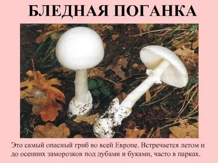 Какой гриб самый