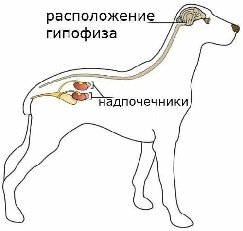 Гипофиз у животных. Надпочечники животных анатомия. Строение надпочечников собаки. Надпочечники у собаки анатомия.