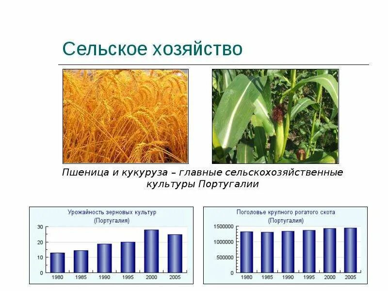 Промышленность португалии. Что производит португалия. Foz португалия. Португалии ведущие отрасли. Винный погребок портвейн.