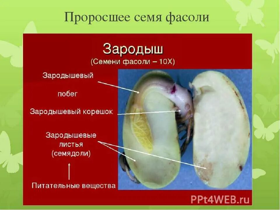 Состав семени фасоли в сформированном зародыше. Пророщенная фасоль строение. Строение проросшей фасоли. Строение семени фасоли. Семядоли фасоли.