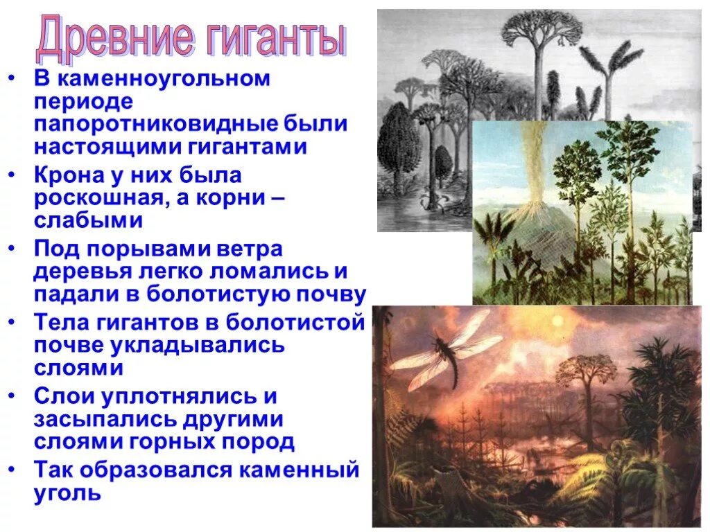 Каково значение вымерших древних папоротниковидных