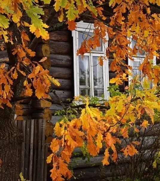 Песня два окна со двора и развесистый. Два окна со двора. два окна со двора и развесистый клен. два окна со двора и развесистый. развесистый клён за деревянным забором.