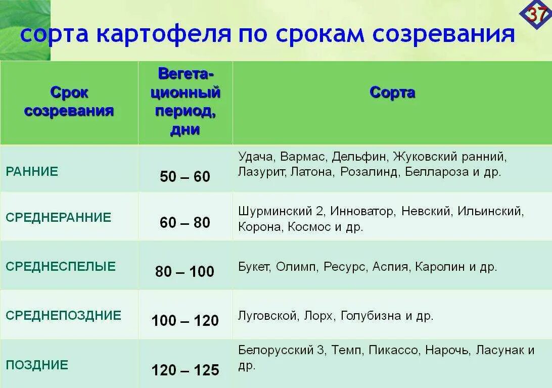 Сколько время сортов