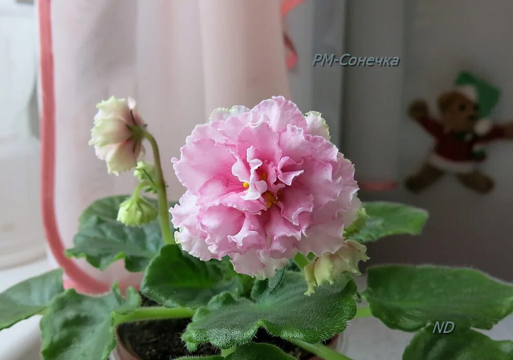 Repost fialkovod АВ-Цветущая Вишня. А у вас уже цвела вишня? fialkovod# flowers 