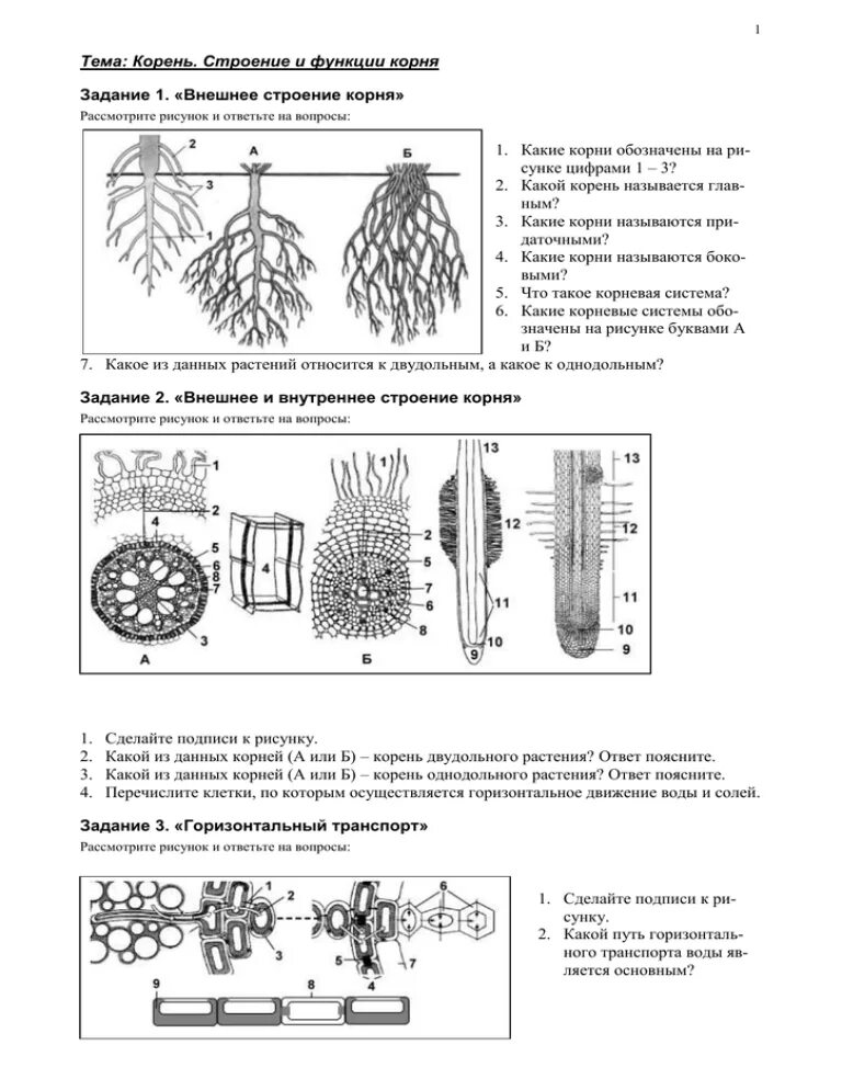 Задания строение корня. Строение корня двудольного растения. Корень строение и функции. Тема корень строение и функции. Строение корня функции корня.