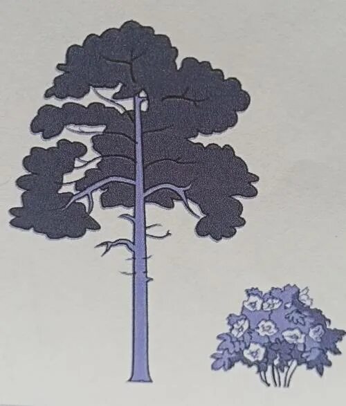 На рисунке изображены дерево и растущий куст