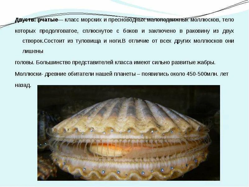 Раковина моллюска створчатый. Проект на тему раковины морских моллюсков.