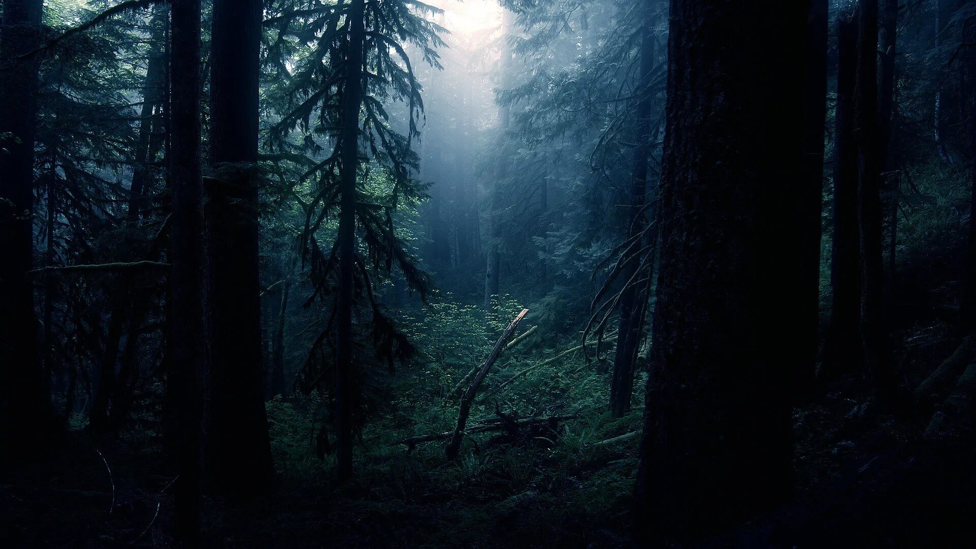 P forest. Дарк форест густой лес. dark forest игра. темный лес.