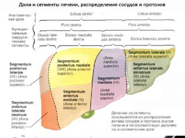 Печень человека нормы