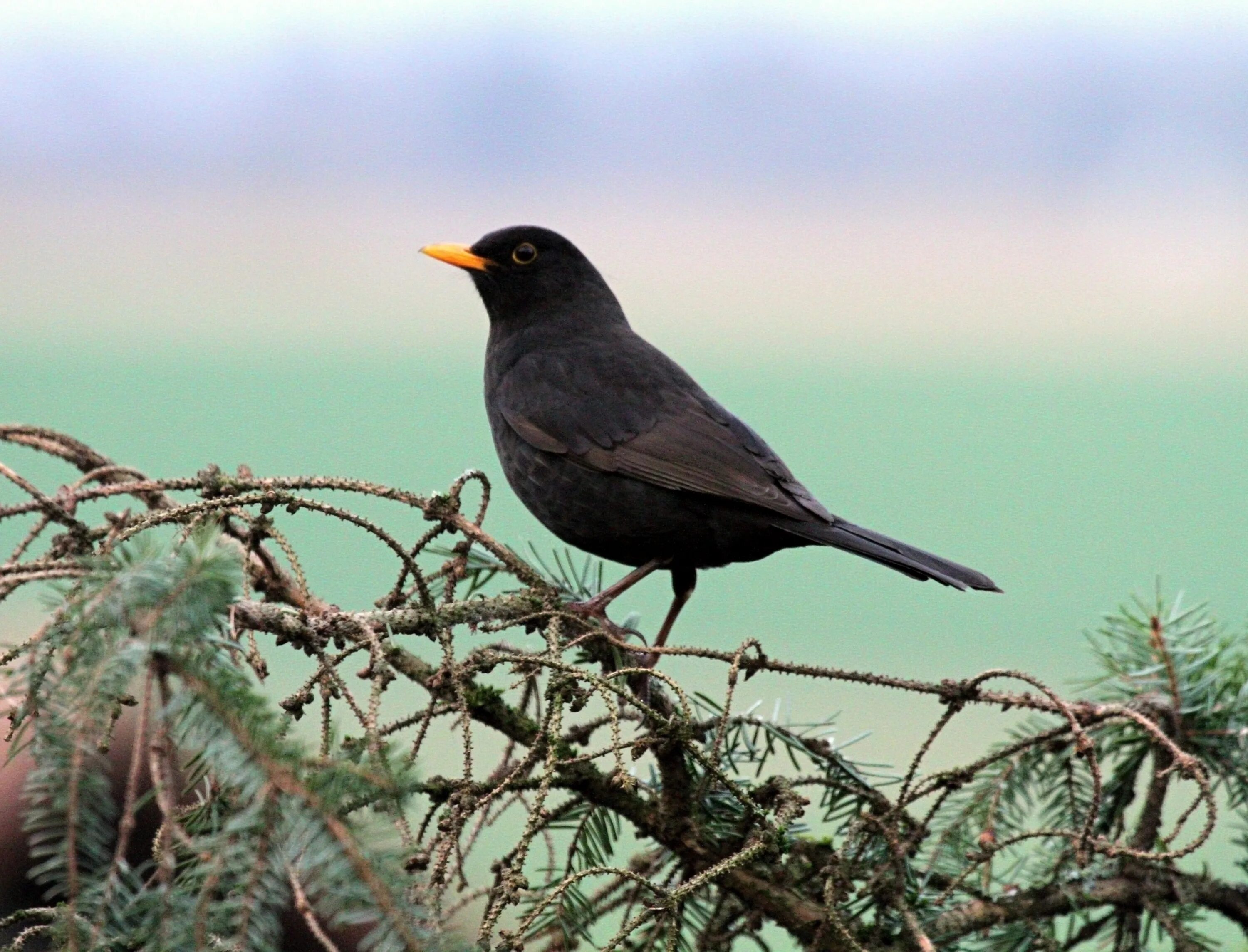 Blackbird bird