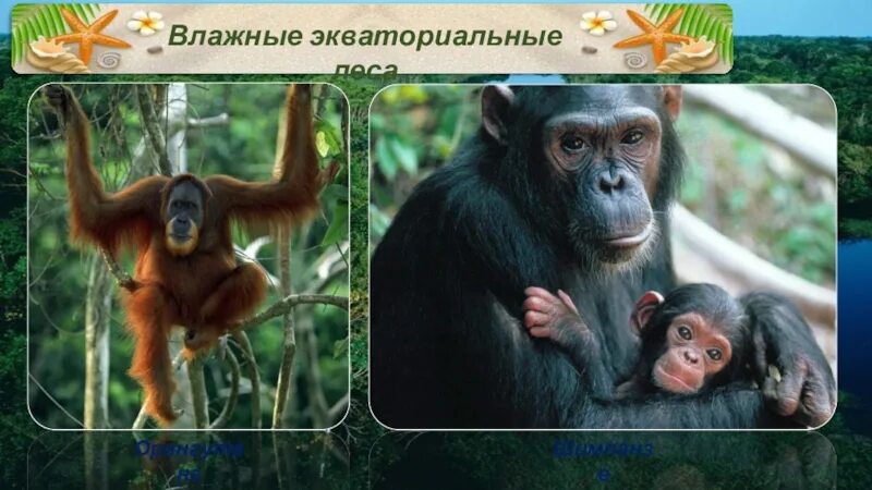 Географическое положение субэкваториальных и экваториальных лесов