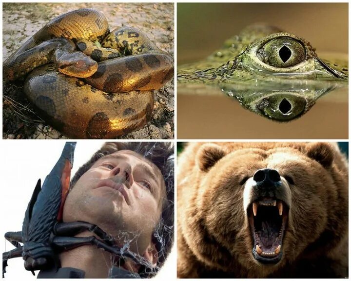 Опасные звери для человека. Опасные звери для человека. Опасные звери для человека. Самых опасных животных. Опасные звери для человека.
