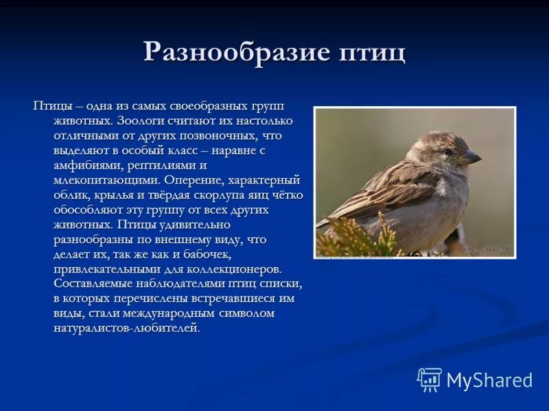 Сообщение о птицах 7 класс. Сообщение о птицах. Голубь характеристика. Колибри описание для 3 класса. Ласточка.