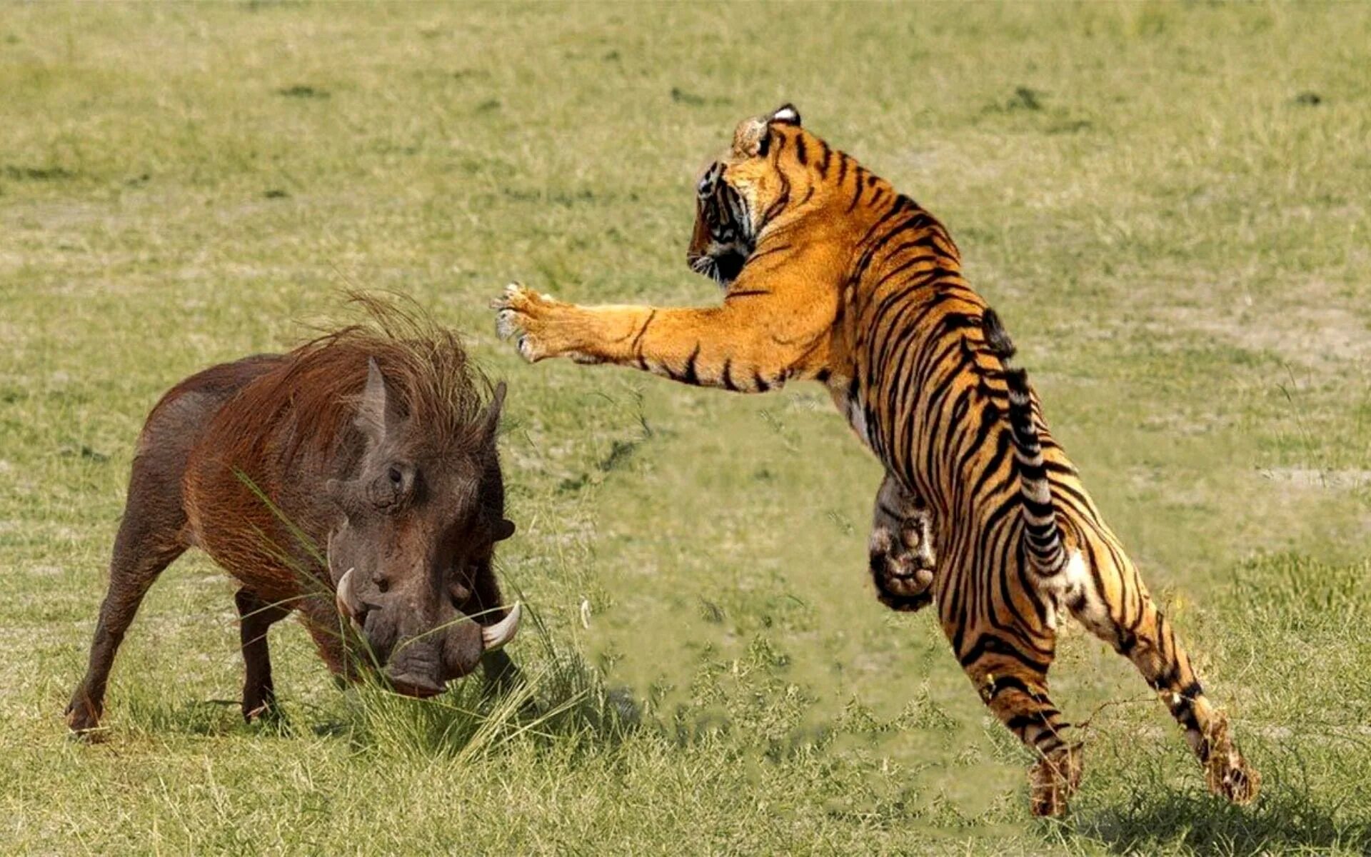 Амурский тигр на охоте. Bengal tiger hunt animals. Уссурийский амурский тигр охотится. Сибирский тигр король. Хищники в природе.