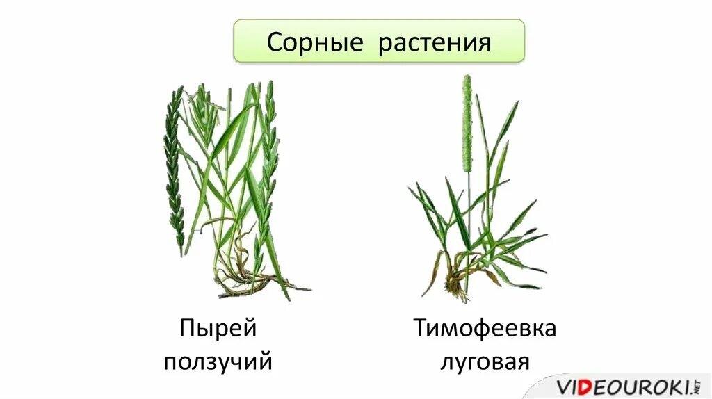 Пырей ползучий сорные растения. Трава сорняки злаковые Тимофеевка. Пырей ползучий, Тимофеевка Луговая ковыль. Пырей ползучий соцветие. Известно что пырей ползучий злаковое растение