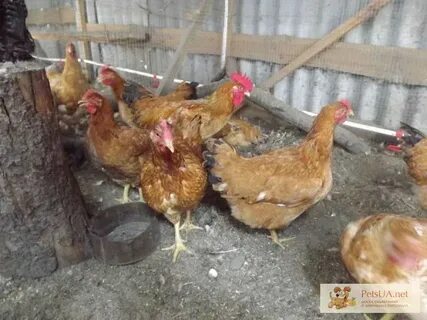 Курица фокси чик фото описание