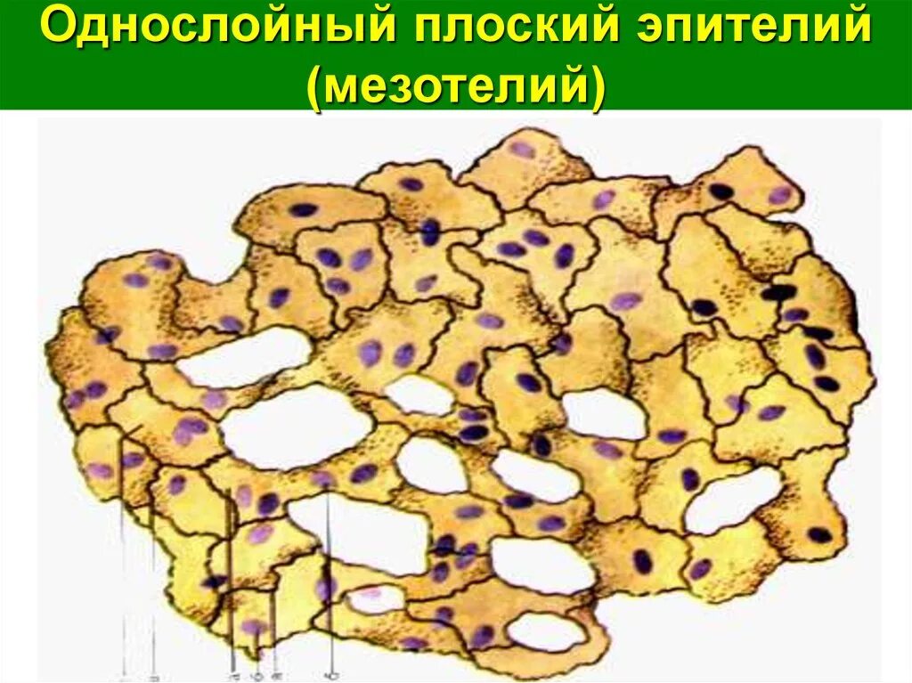 Мезотелий развивается из. Однослойный плоский эпителий мезотелий функции. Однослойный плоский эпителий мезотелий сальника. Мезотелий сальника гистология. Однослойный плоский эпителий мезотелий брюшины.