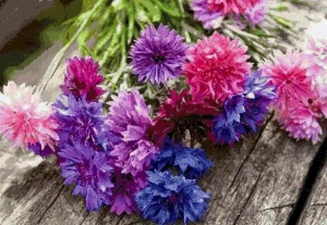 Васильки 15