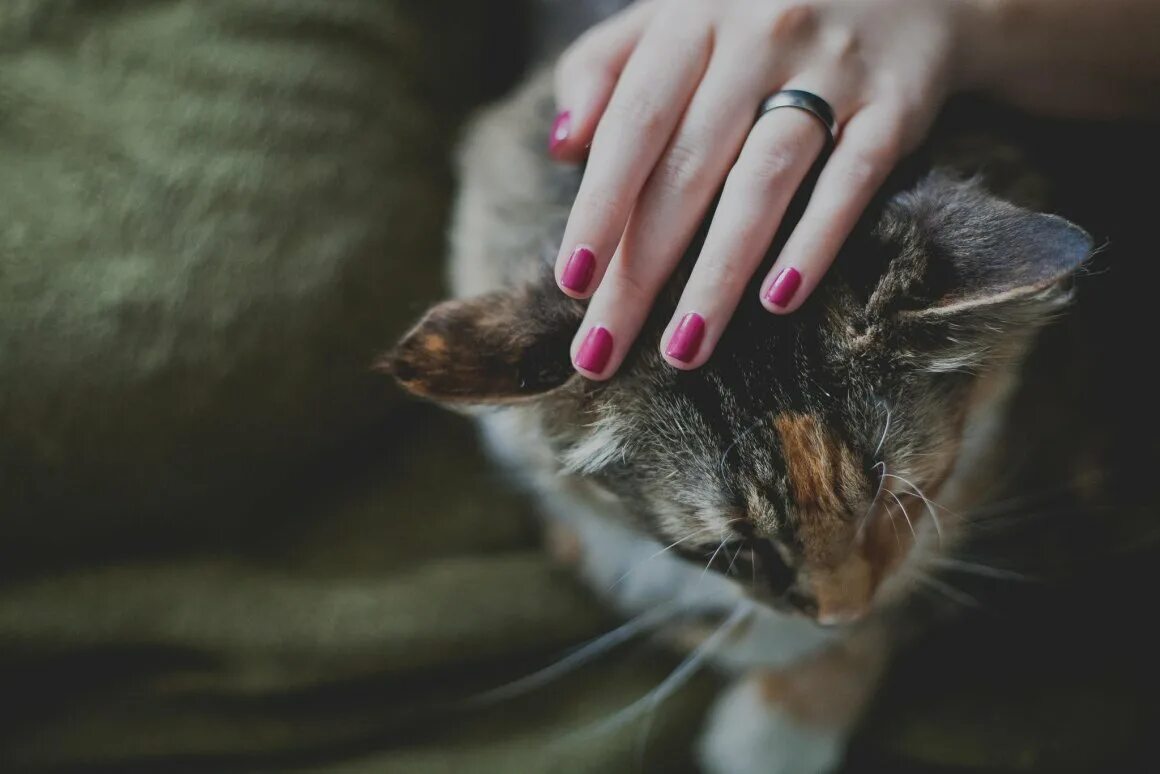 Ласки женщины. Гладит подруге. Рука гладит кошку. Гладит подруге. Ласки женщины.