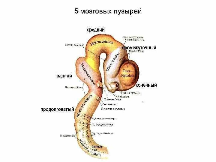 3 пузыря мозга. 3 Мозговых пузыря анатомия. Стадии развития головного мозга пузыри. Отделы головного мозга на стадии 5 пузырей.