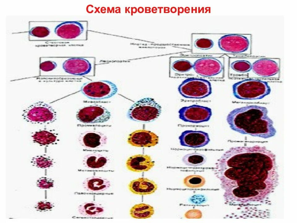 Органы гемопоэза. Кроветворение гемопоэз гистология. Эритропоэз гистология. Схема кроветворения патанатомия. Схема кроветворения гистология.