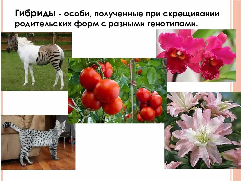 Скрещивания разных. Гибрид это в биологии. гибриды разных растений. что такое гибриды по биологии. гибридный это в биологии.