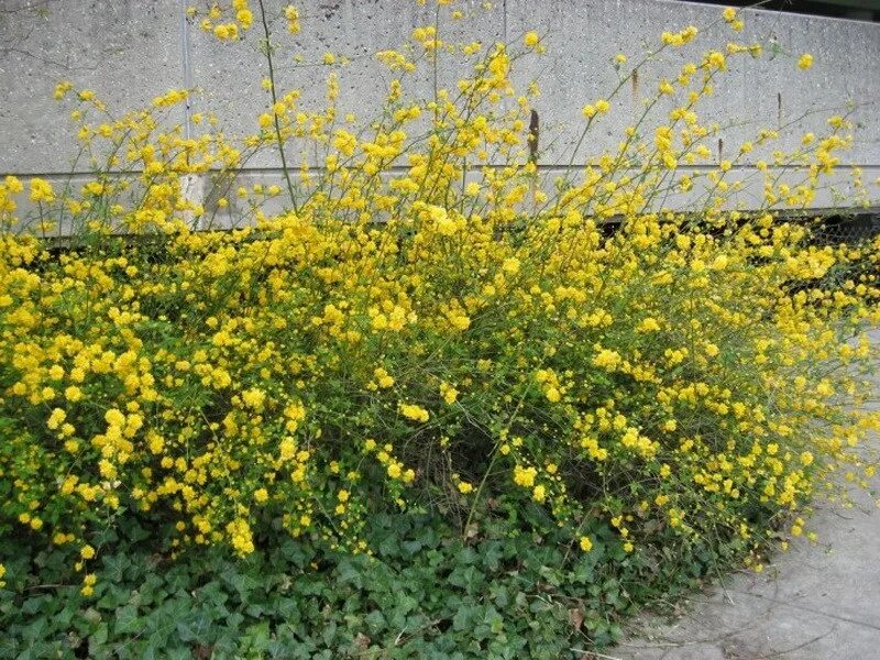Kerria japonica 'Pleniflora' / Bachelor's Buttons Plant In 2L Pot,Yellow Flowers